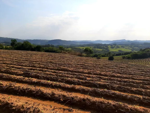 Imagem OPORTUNIDADE ÚNICA!!! 12 Hectares, Linha Doutor Flores, Sertão Santana