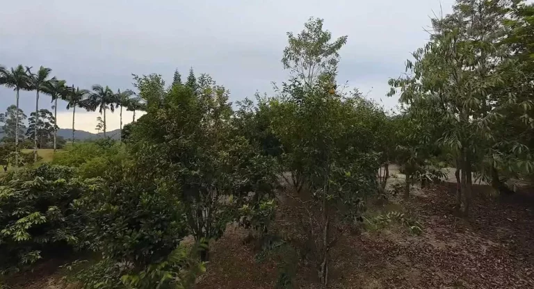 Imagem Sítio com 24.017,00m² com casa construída com 4 dormitórios 3 vagas em Ascurra/SC