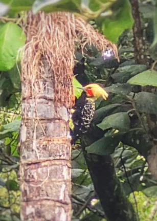 Imagem Casa em condomínio em meio a muita mata Granja Viana