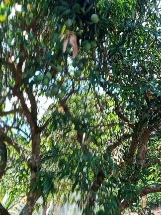 Imagem CHÁCARA FRUTÍFERA COM 1.400 M2 A VENDA NO BAIRRO BOA VISTA DO SILVA - BRAGANÇA PAULISTA