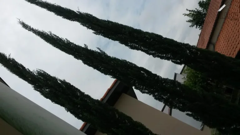 Imagem Casa no Santana