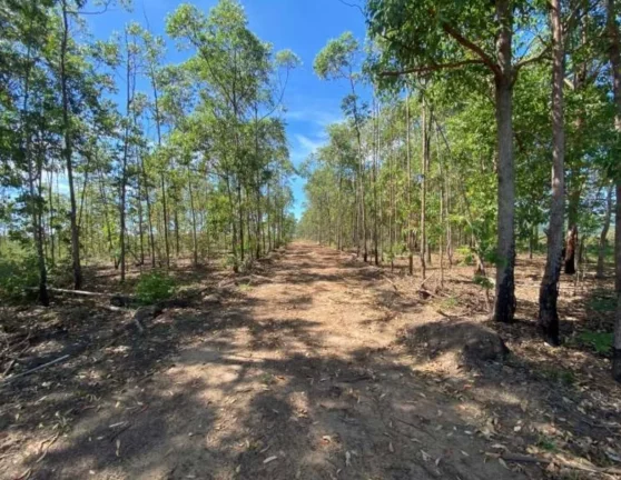 Imagem OPORTUNIDADE! FAZENDA A VENDA EM PEIXOTO (LAJE-IBIRACI)