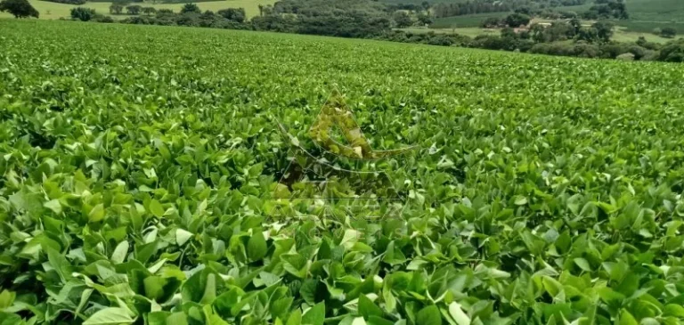 Imagem Fazenda - Itamogi - Itamogi