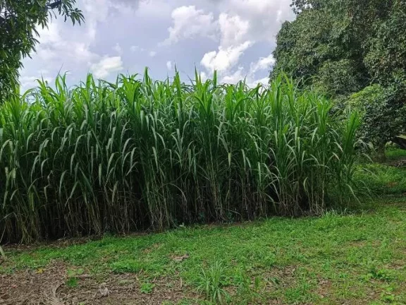 Imagem Sítio à Venda a 15 km de Luziânia!