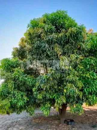 Imagem Fazenda Irrigada à venda produzindo com 6 hectares, PETROLINA - PE