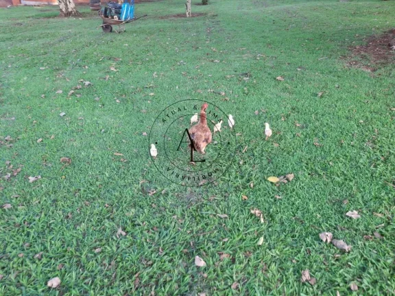 Imagem Chácara à venda em Campinas, Recanto dos Dourados, com 3 quartos, 800m2