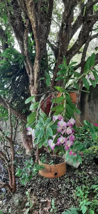 Imagem Imperdível oportunidade: Casa à venda no Centro de Franco da Rocha-SP, com 4 quartos, 1 suíte, 2 salas e mais!