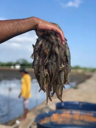 Imagem Fazenda para Venda em Pendências, RN 404 cidade do Rio Grande do Norte.