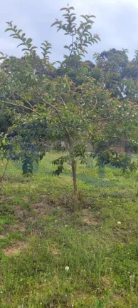 Imagem Sitio a venda em Águas Claras na cidade de Torres