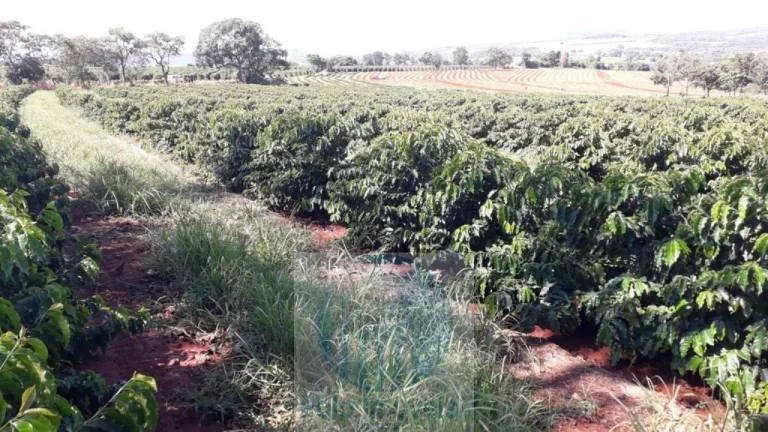 Imagem Sítio com 79 mil pés de Café, 11 alqueires com estrutura e terreirão em São Sebastião do Paraíso - Minas Gerais.