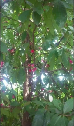 Imagem Linda casa com chácara perto de tudo. Estudo troca por imóveis de menor valor.