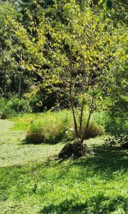 Imagem Terreno Comercial para Venda em Nova Friburgo, Mury, 1 dormitório, 1 banheiro, 3 vagas