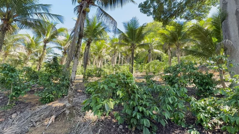 Imagem Sítio com Casa à venda, 100.614,00 m², Timbuí - Fundão/ES