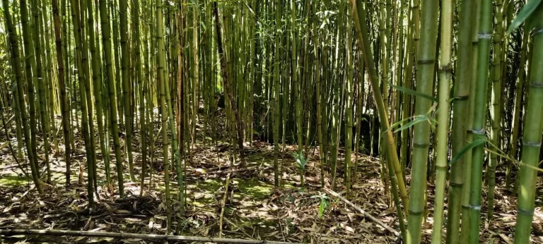 Imagem TERRENO RURAL em CAMPO BELO DO SUL - SC, Área Rural