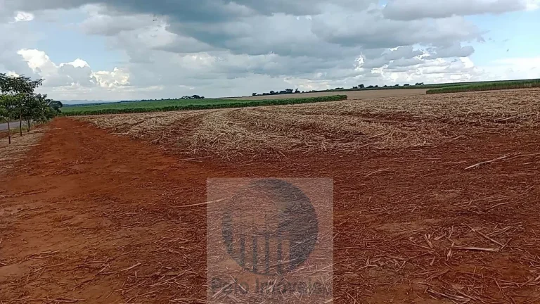 Imagem Fazenda Palmira 773 alqueires, a 60 km de Ribeirão Preto - SP, estrutura, cana e muita água - Serra Azul - SP - Brasil