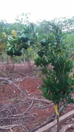 Imagem CHÁCARA FRUTÍFERA COM 1.400 M2 A VENDA NO BAIRRO BOA VISTA DO SILVA - BRAGANÇA PAULISTA