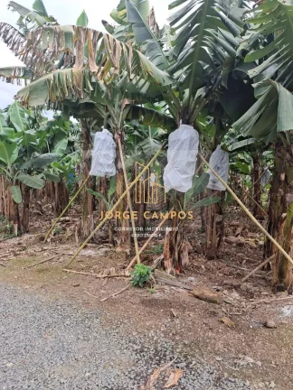Imagem SI-25254 - SÍTIO À VENDA EM SETE BARRAS-SP