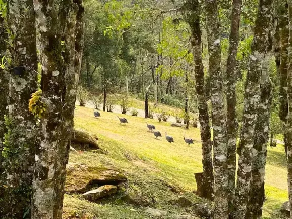 Imagem Contemplação e Design: O Equilíbrio Perfeito no Campestre