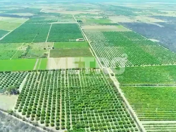 Imagem Fazenda à venda com 12 hectares de manga em produção, CASA NOVA - BA