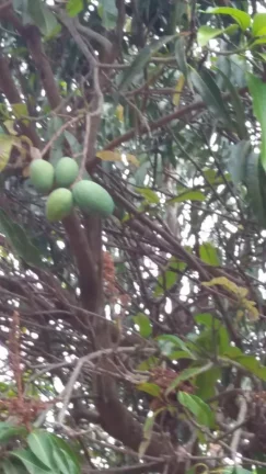 Imagem CHÁCARA FRUTÍFERA COM 1.400 M2 A VENDA NO BAIRRO BOA VISTA DO SILVA - BRAGANÇA PAULISTA