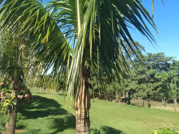 Imagem Chácara para Venda em Espírito Santo do Pinhal, Área Rural de Espírito Santo do Pinhal, 3 dormitórios, 1 suíte, 2 banheiros, 9 vagas