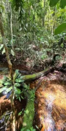 Imagem RESERVAS DO ESCONDIDO - MATA ATLÂNTICA