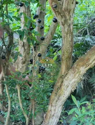 Imagem Chácara - Sítio com 4 Dormitorio(s) localizado(a) no bairro Pinhal Alto em Nova Petrópolis / RIO GRANDE DO SUL Ref.:1548