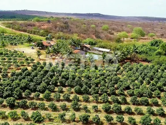 Imagem Fazenda produtiva de mangas à venda com 12,5 ha, PETROLINA - PE
