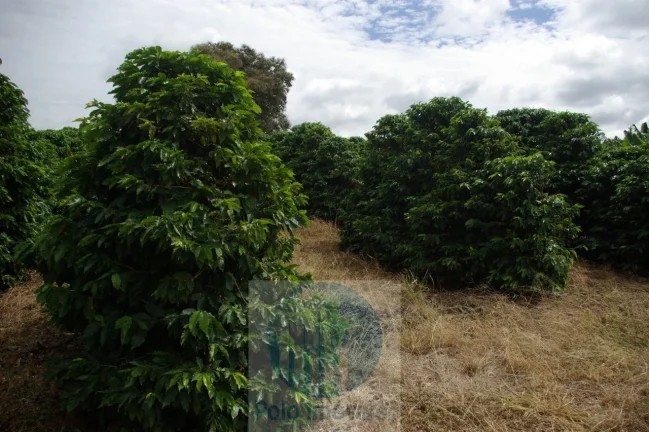Imagem Sítio 5 alqueires para café, sem geada Café plantado, casa, energia e água.
