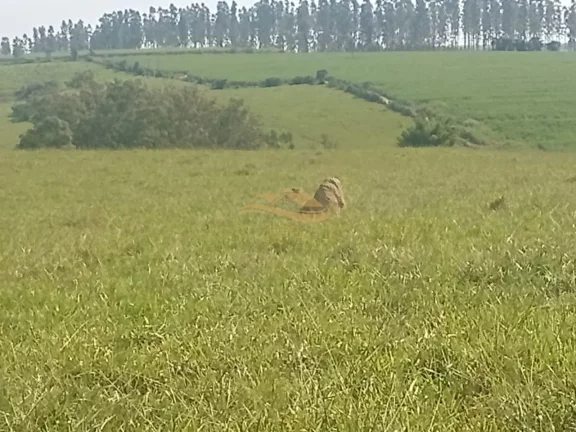 Imagem SITIO RURAL em TIETÊ - SP, rural
