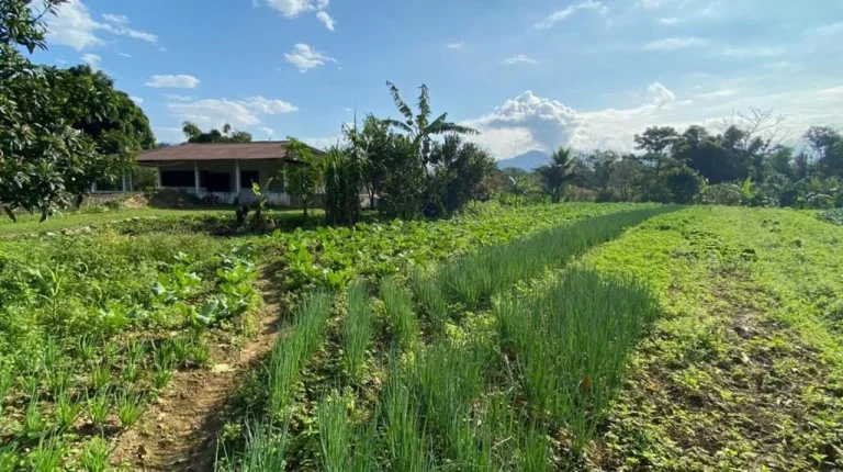 Imagem Chácara para Venda em Antonina, Cachoeira, 3 dormitórios, 1 banheiro