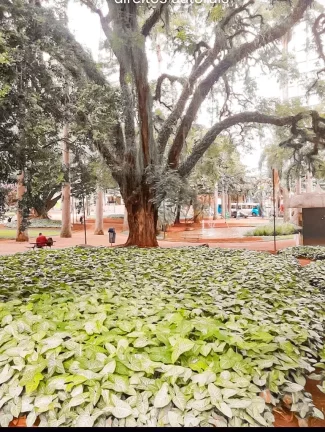 Imagem APARTAMENTO Á VENDA NO CENTRO DE CAMPINAS/SP - Ótima localização, divide parte nobre do centro com o bairro nobre Cambuí - Projetado por Oscar Nieme