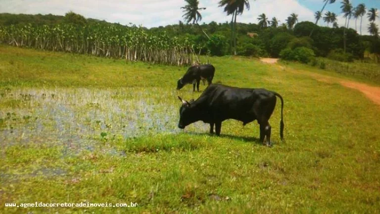 Imagem Fazenda para Venda em Extremoz, capim -extremoz, 3 dormitórios, 1 suíte, 2 banheiros, 6 vagas