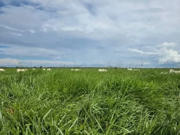 Imagem Oportunidade Única: Fazenda Espetacular à Venda! Mundo Novo GO.