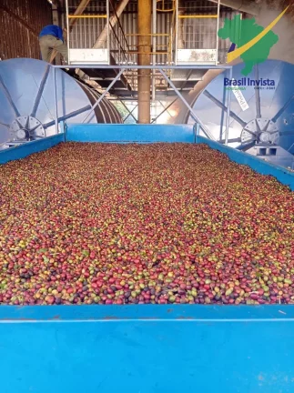 Imagem FAZENDA COM EXCELENTE PRODUÇÃO PRÓXIMA A PORTO SEGURO