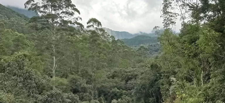 Imagem Área rural à venda em Santa Rosa de Lima/SC