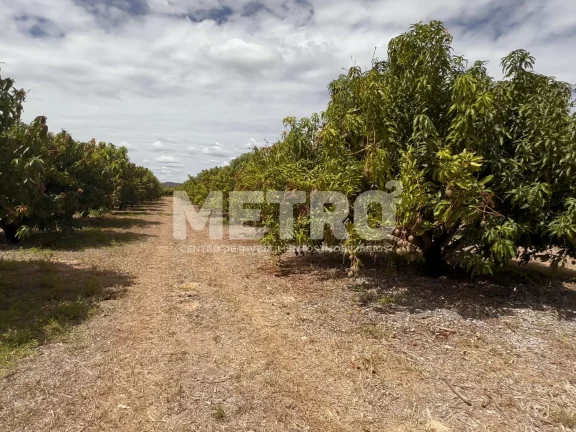 Imagem Lote de 15 hectares, escriturado e quitado na CODEVASF, PETROLINA - PE