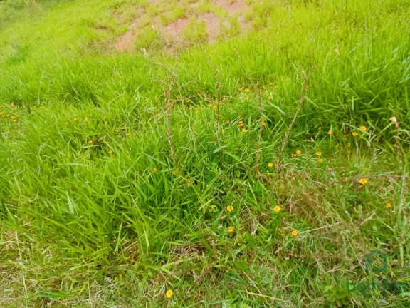 Imagem Terreno para venda, Querência, Viamão - TE2397