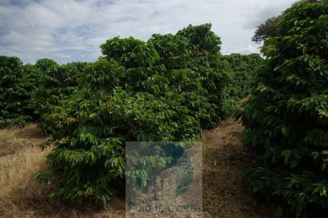 Imagem Sítio 5 alqueires para café, sem geada Café plantado, casa, energia e água.