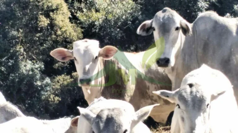 Imagem FAZENDA GADO NELORE COM 100 ALQUEIRES em Cambui MG