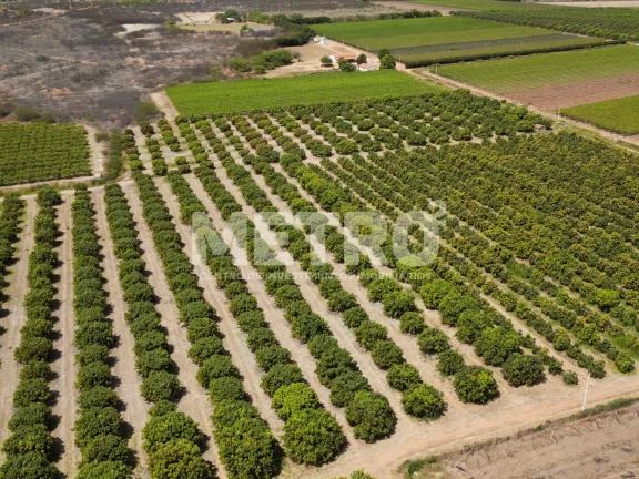 Imagem Lote de 15 hectares, escriturado e quitado na CODEVASF, PETROLINA - PE