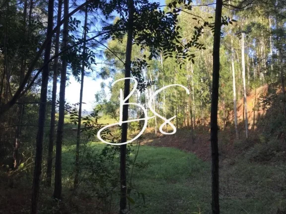 Imagem AREA RURAL em SANTO ANTÔNIO DA PATRULHA - RS, Pinheirinhos