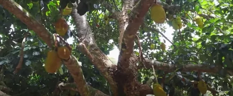 Imagem ENORME SÍTIO À VENDA EM GUARAPARI !!!