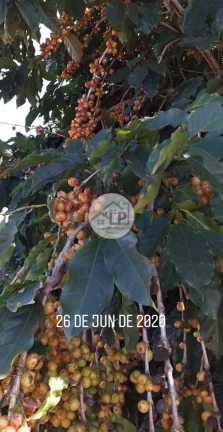 Imagem Fazenda de Café à Venda na Região do Alto Paranaíba - Minas Gerais