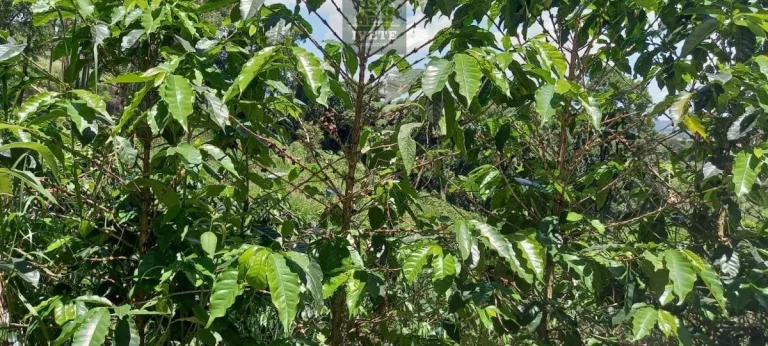 Imagem Terreno no Bairro da Lagoa - Oportunidade Única!