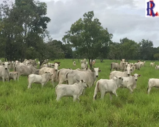 Imagem FAZENDA RURAL em SÃO PAULO - SP, JARDIM SANTO ELIAS