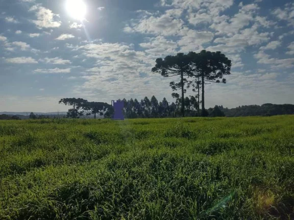 Imagem ÁREA PARA FORMAR CHÁCARA EM BALSA NOVA