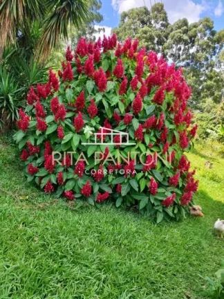 Imagem Sítio - Cajuru - Cajuru - Sp