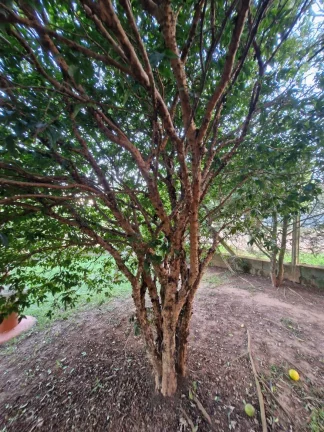 Imagem CHÁCARA COM ÓTIMA LOCALIZAÇÃO NO JARDIM CANANEIA - PILAR DO SUL