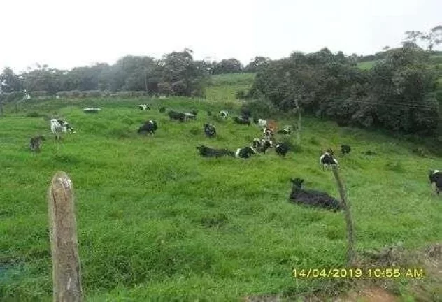 Imagem Fazenda Leiteira Completa e Produtiva com Estrutura de Alta Capacidade - Oportunidade Única em Antônio Carlos, MG